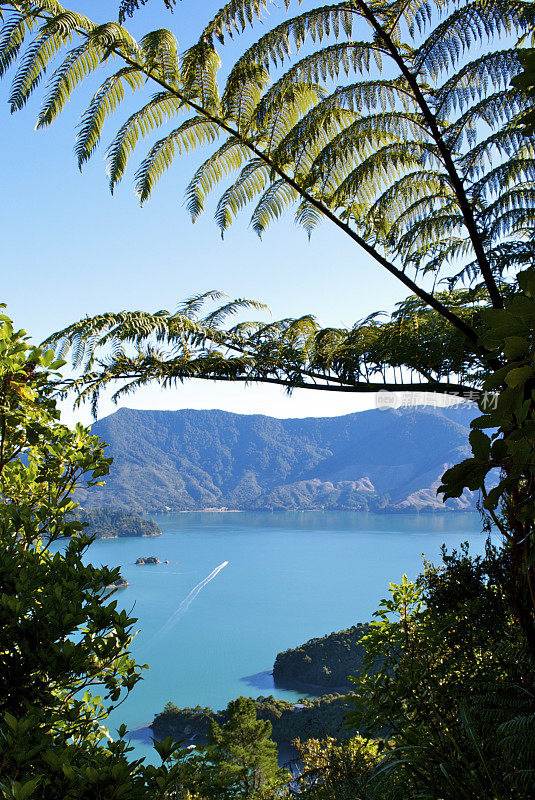 Punga & Kenepuru Sound，马尔伯勒，新西兰